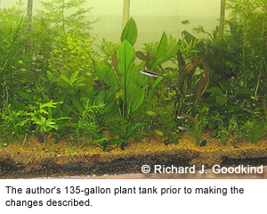135-gallon plant tank before