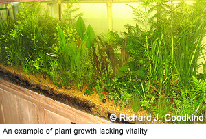 135-tank before--plant growth lacks vitality