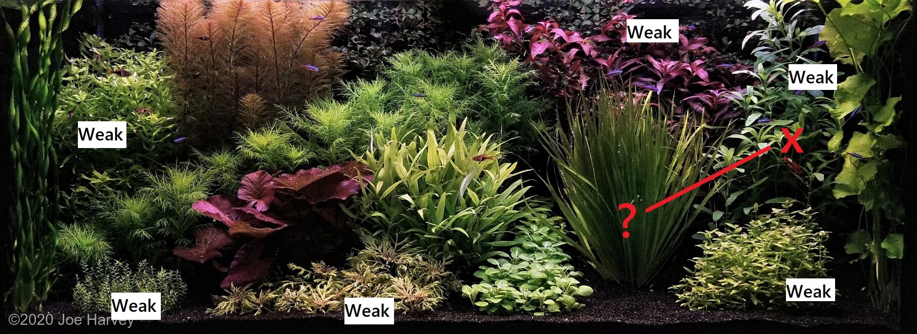 Some Rules for Dutch Style Aquascaping - A Quick Guide for Beginners