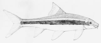 False Siamensis