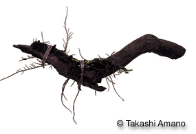 driftwood with Bolbitis