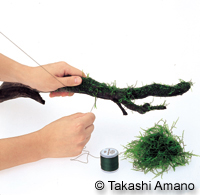 wrapping moss on driftwood with cotton thread