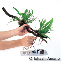 attaching fern rhizomes to driftwood