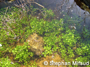 Mentha Pulegium, Pennyroyal mint