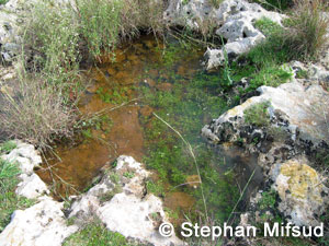 Pool of Pennyroyal mint