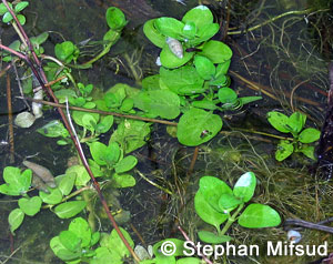 Mentha Pulegium, Pennyroyal mint