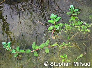 Lythrum hyssopifolia