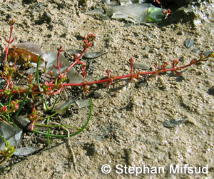 Crassula vaillantii turns red when exposed