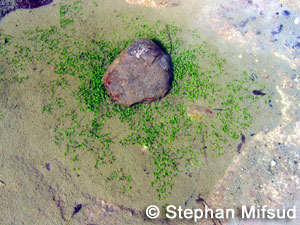 Elatine colonizes a pool's substrate by branching out.