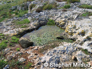 Vernal pool at Salini.