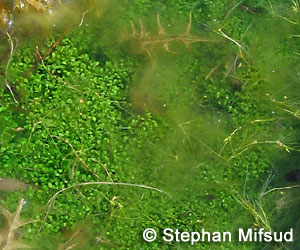 E. gussonei growing under algae.
