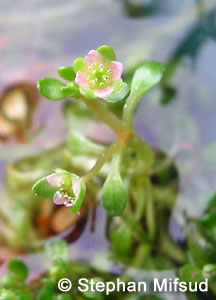 Flowers of Elatine gussonei