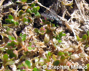 Pollinating insects: small flies.