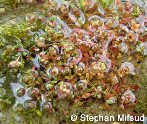 The entire plant can turn reddish under intense sunlight.