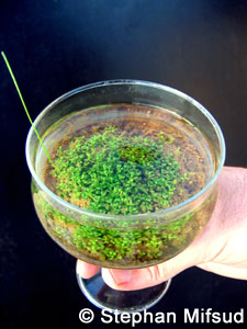 A container of Elatine, Crassula and Triglochin.