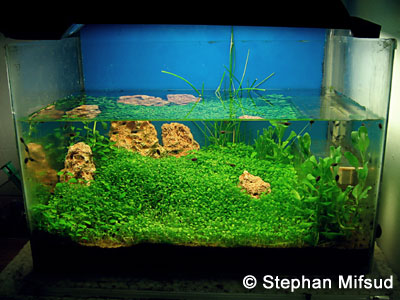 My aquascape with Elatine