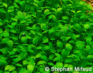 E. gussonei eventually forms a thick green carpet.