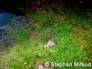 A pool with a carpet of Elatine and Zannichellia.