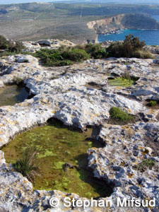 Group of pools at Qammiegh cliff edge.