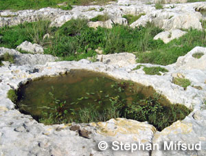 Pools in Naxxar.