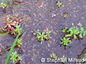 Sedum caeruleum