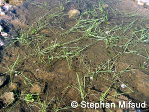 Polypogon subspathaceus