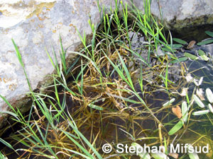 Unidentified grass