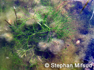 Ranunculus saniculaefolius submerged leaves