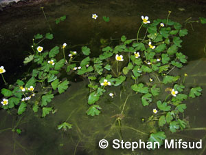 Ranunculus saniculaefolius floating leaves and flowers