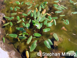 Damasonium bourgaei