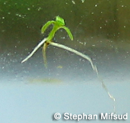 Elatine trianda seedling.