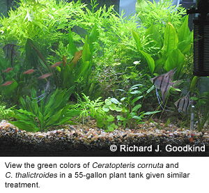 55-gallon tank with similar treatment