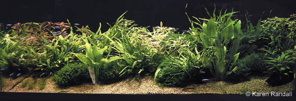 Monosolenium in a tank.